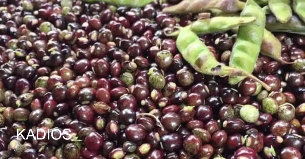 Locally known as kadios, kadyos, kardis or kidis