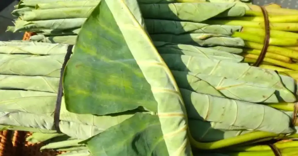 Young Furled Taro (Gabi) Leaves